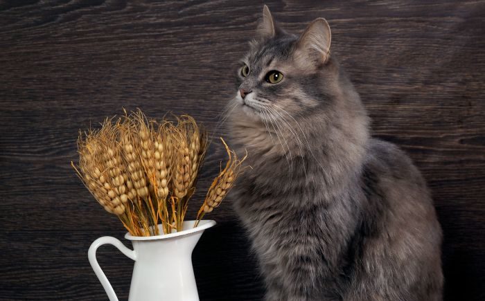 ¿Son los carbohidratos malos para los gatos?